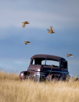 Hungarian Partridge