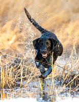 Hunting Dogs