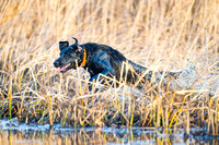 Hunting Dogs