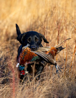 Hunting Dogs