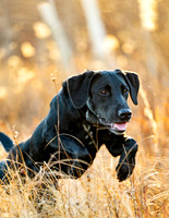 Hunting Dogs