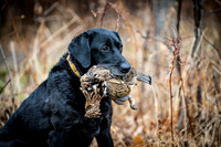 Hunting Dogs