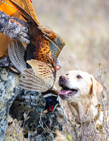 Hunting Dogs