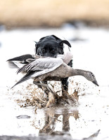 Hunting Dogs