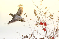 Sharptailed Grouse