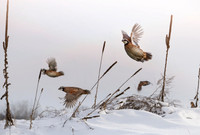 Bobwhite Quail
