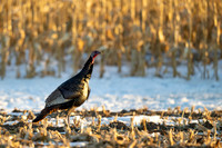 Wild Turkeys
