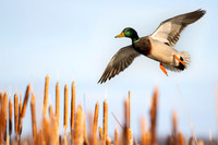 Various Waterfowl
