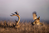 Greater Prairie Chickens