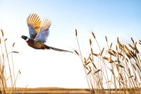 Ringnecked Pheasants