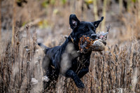 Hunting Dogs
