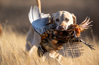 Hunting Dogs