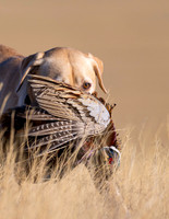 Hunting Dogs