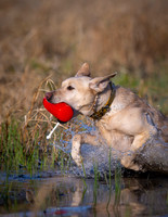 Hunting Dogs
