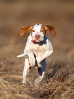 Hunting Dogs