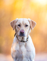 Hunting Dogs