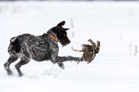 Hunting Dogs