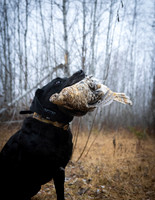 Hunting Dogs