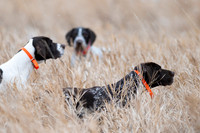 Hunting Dogs