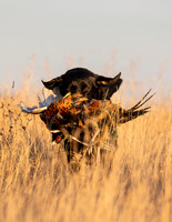 Hunting Dogs