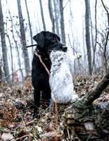 Hunting Dogs