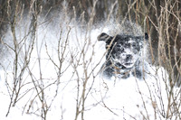 Hunting Dogs