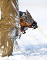 Hunting Dogs
