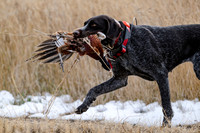 Hunting Dogs