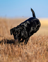 Hunting Dogs