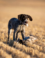 Hunting Dogs