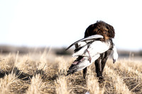 Hunting Dogs