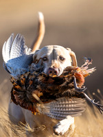 Hunting Dogs
