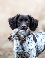 Hunting Dogs