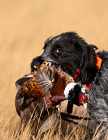 Hunting Dogs