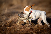 Hunting Dogs