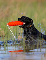 Hunting Dogs